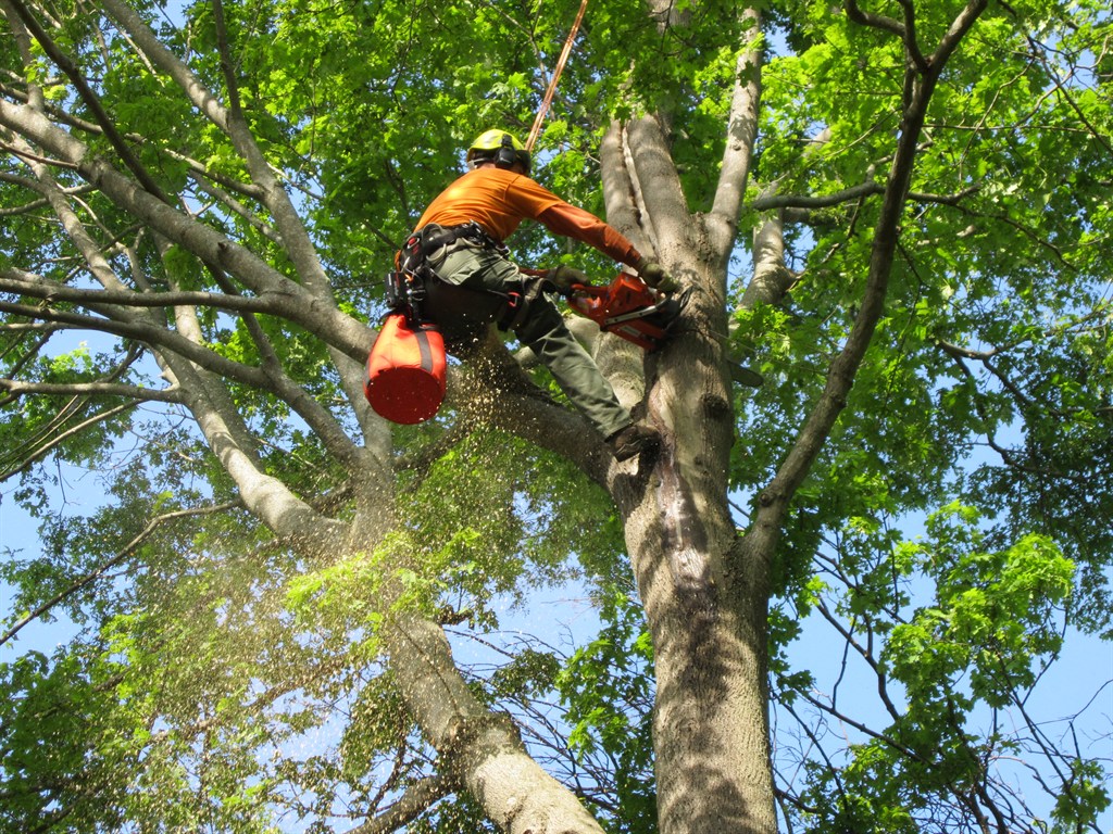 Tree service